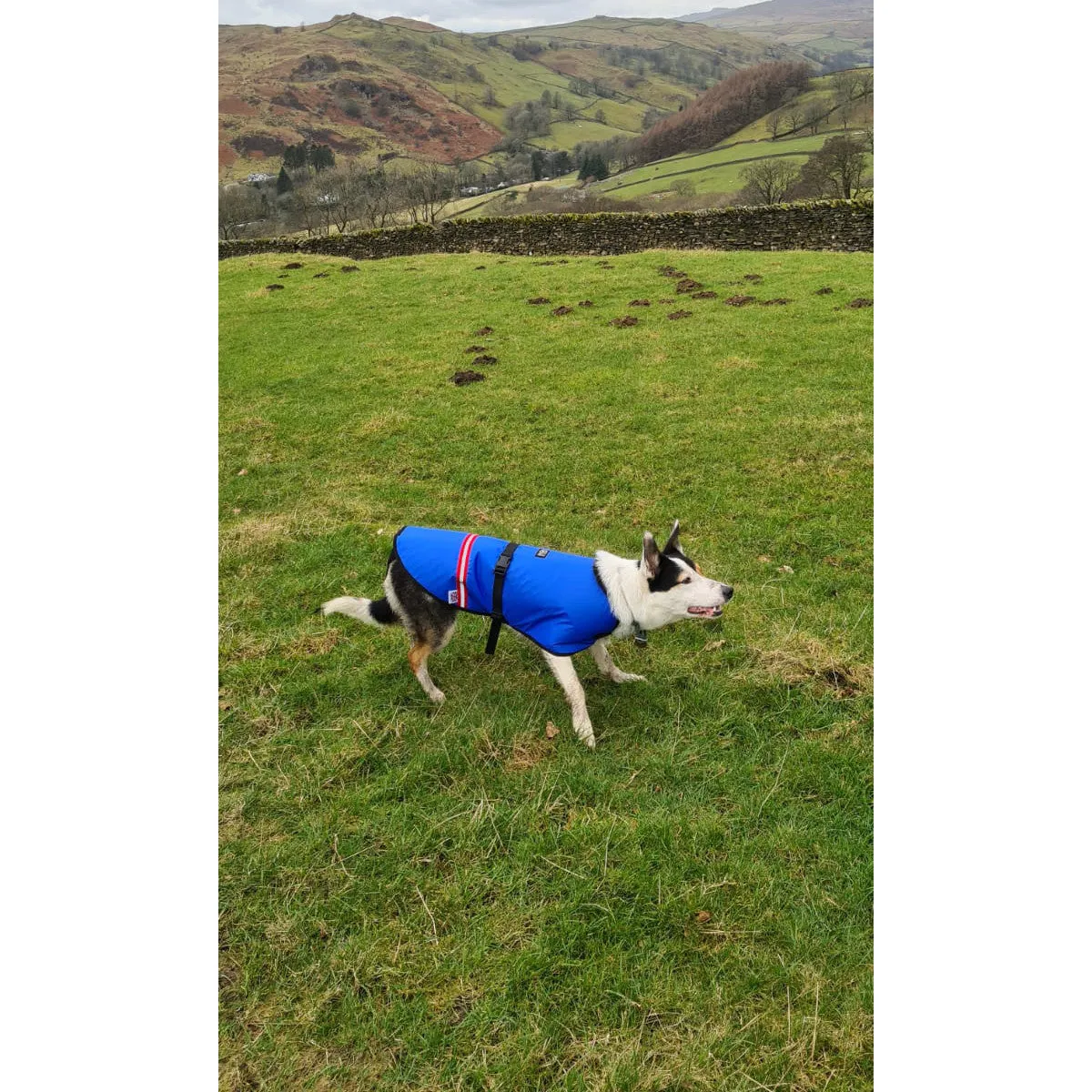 Rock   Run Dogs Fell Jacket